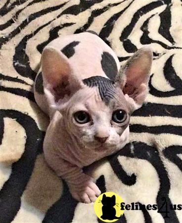 Barenakedsphynx Picture 2